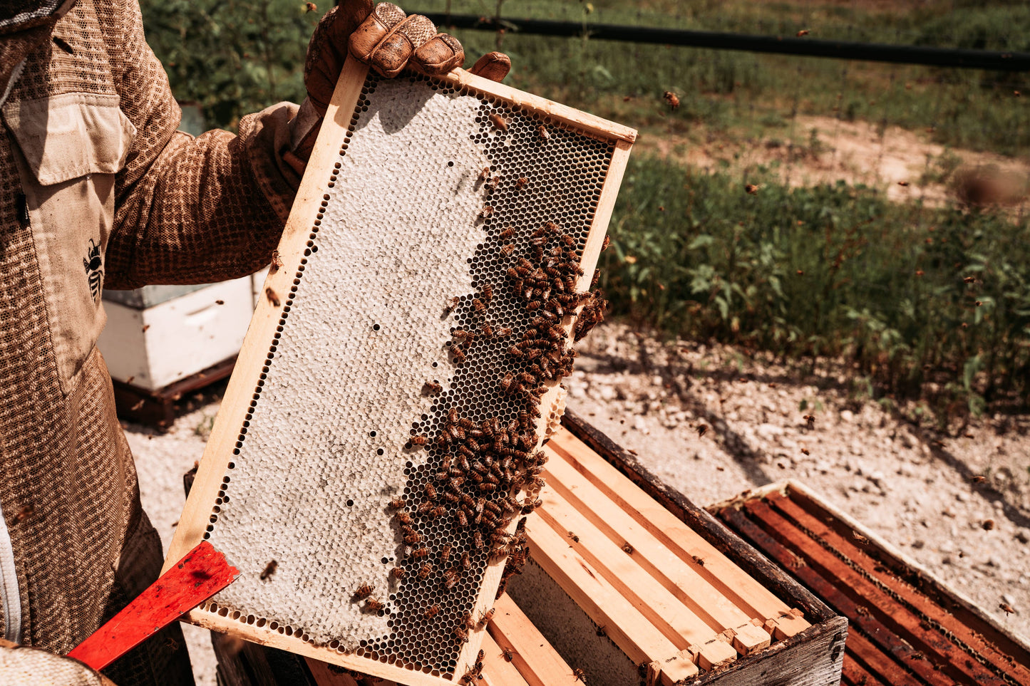 Texas Wildflower Honey 32oz