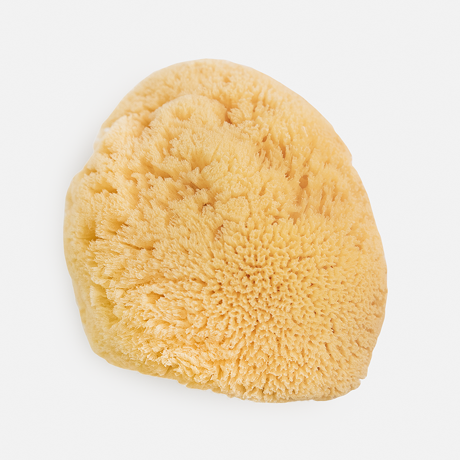 Natural Sea Sponges: Medium