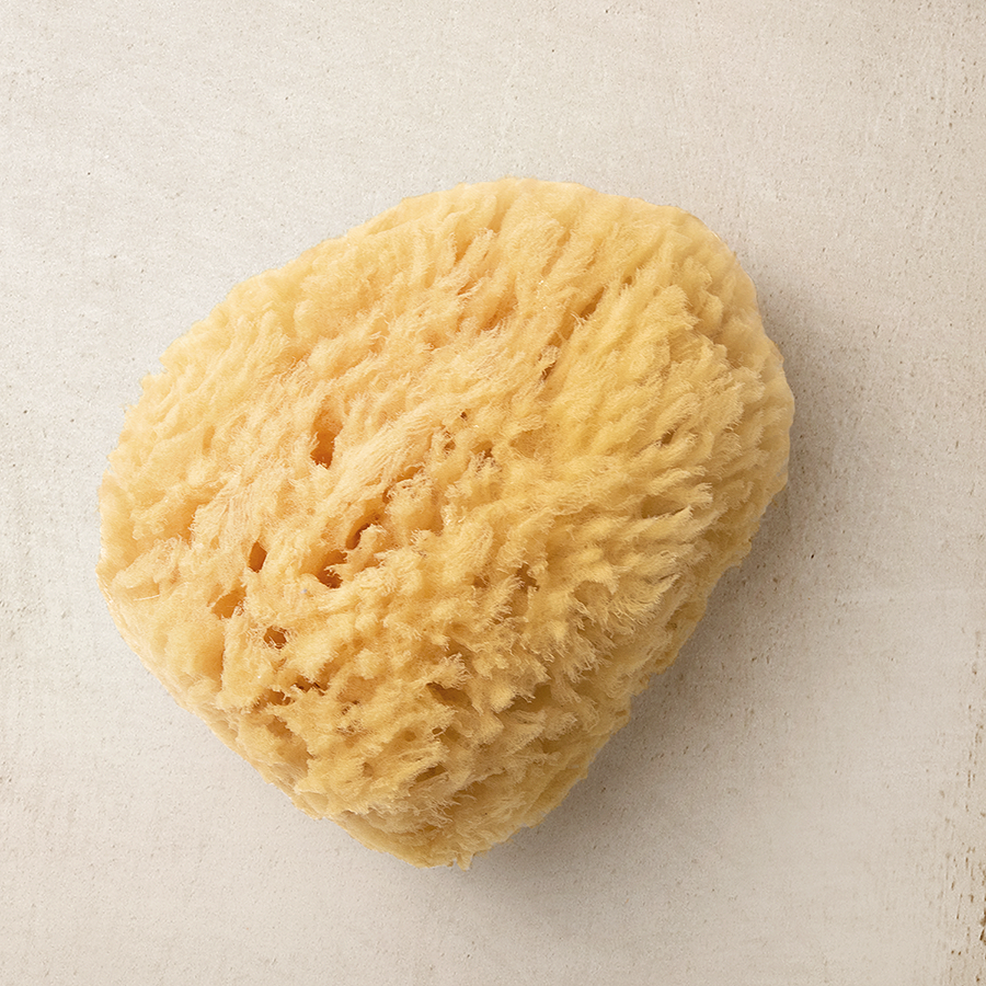 Natural Sea Sponges: Medium