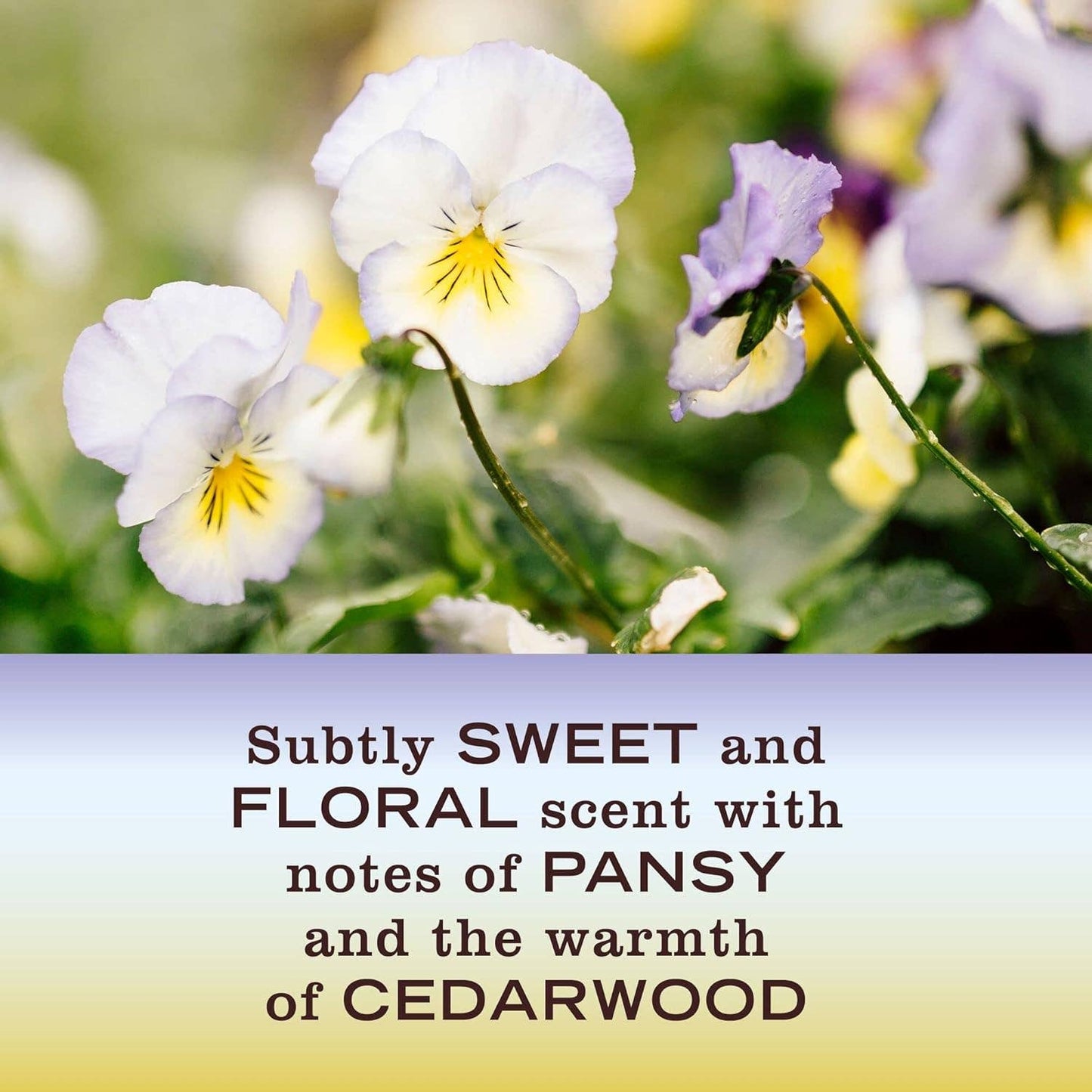 Mrs. Meyer's Candle, Compassion Flower, 7.2oz